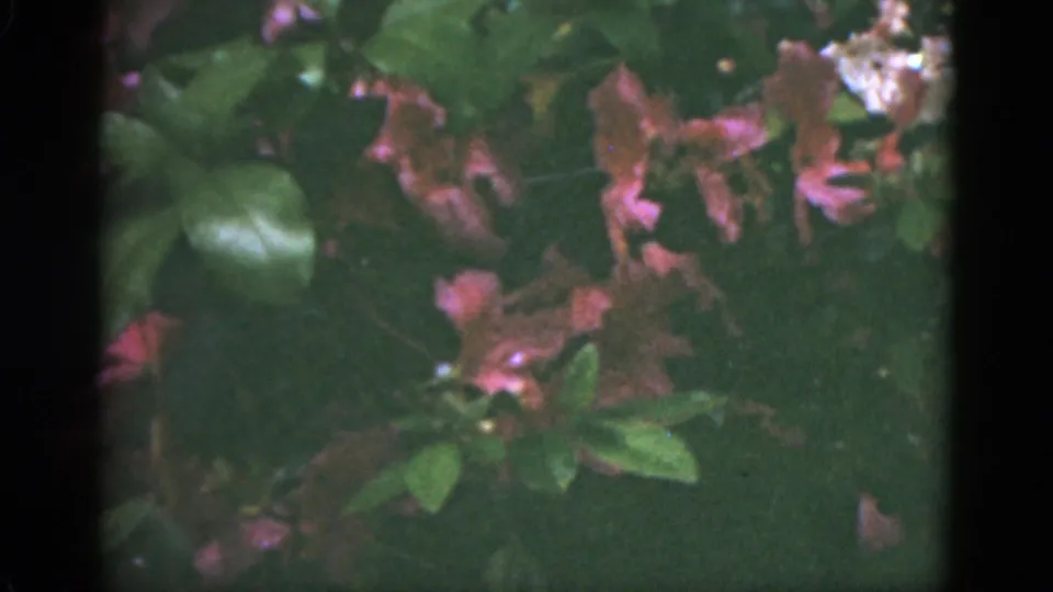 1951 Florida 8mm frame showing glossy green leaves and pink-red blossoms in a shaded natural setting.