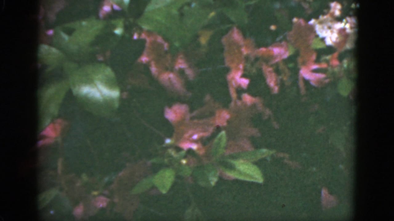 Close view of dark pink flowers among green leaves in 1951 Florida home-movie footage.