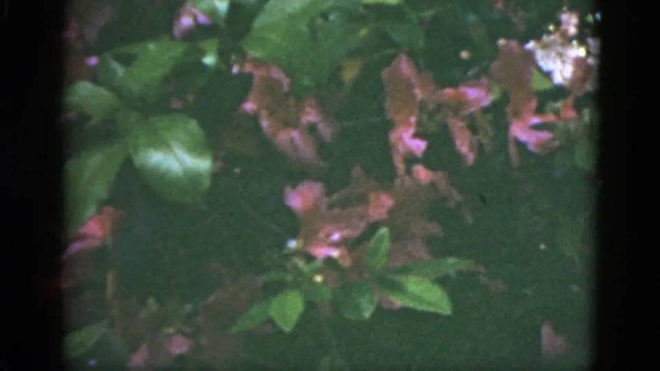 Pink blossoms and dense green foliage appear in a soft 8mm view from Florida in 1951.