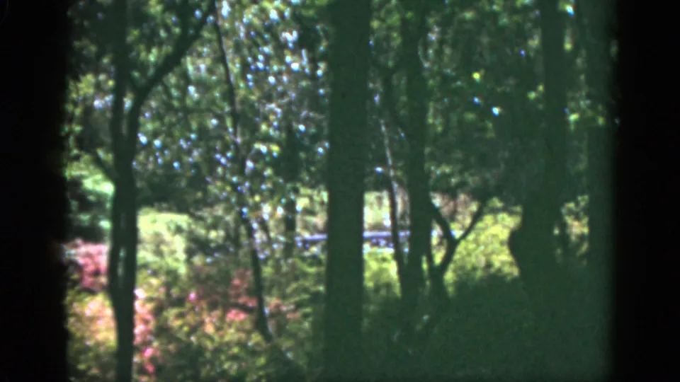 A Florida woodland scene shows tall trunks, dappled sunlight, and low flowering plants in 1951 home-movie footage.