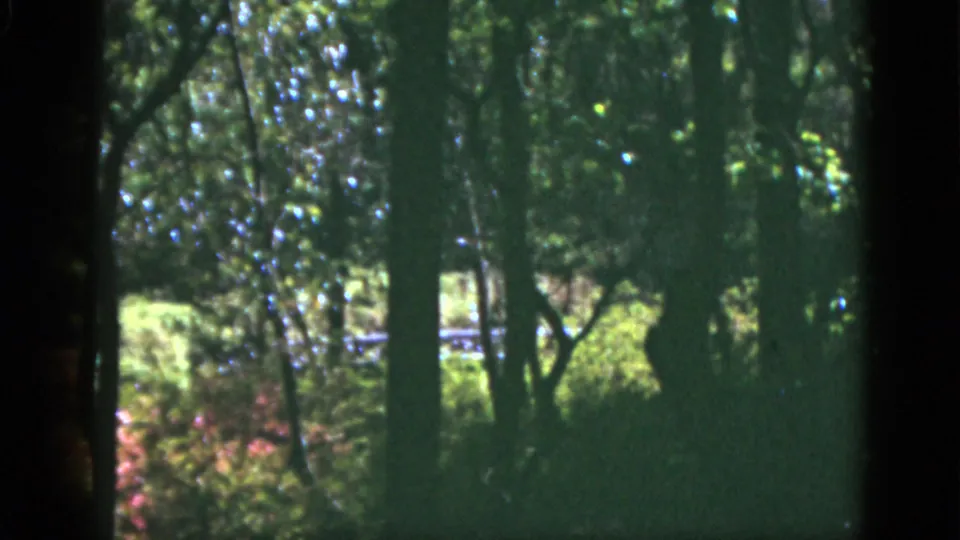Shaded trees and dense greenery appear with bright sunlit patches in 1951 Florida 8mm footage.