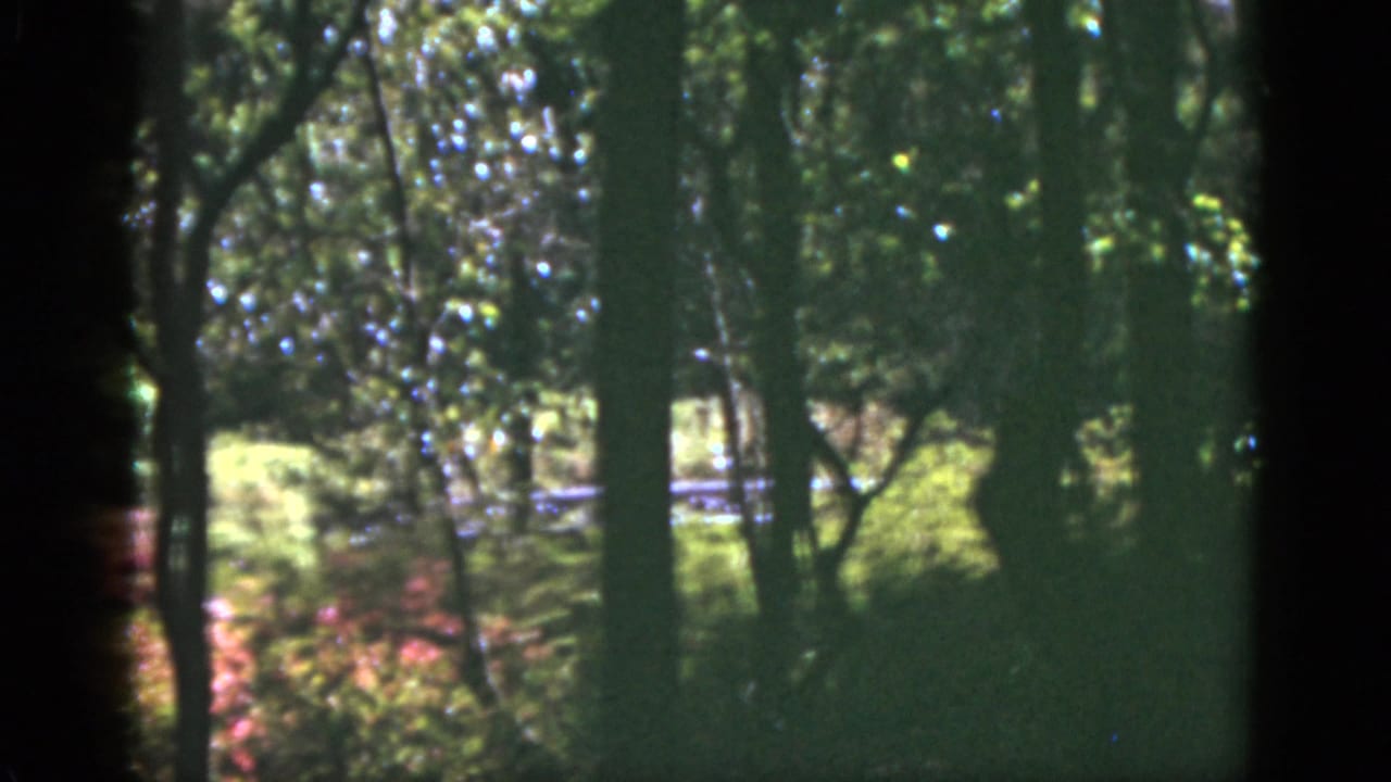 1951 Florida 8mm frame looking through dark tree trunks and dense greenery toward sunlit outdoor scenery.