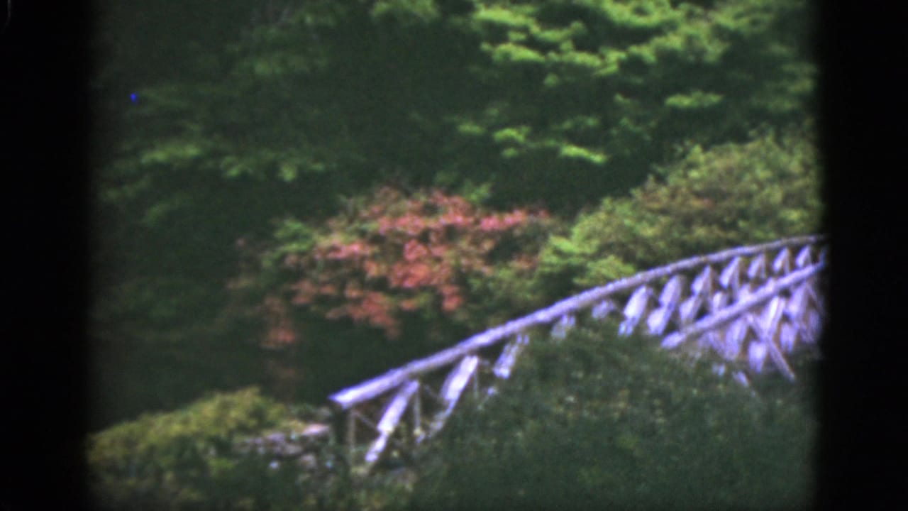 White footbridge crossing dense greenery with a pink flowering shrub nearby.