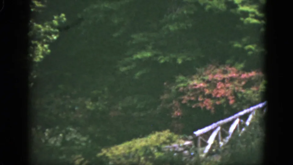 1951 Florida 8mm view of dense foliage, pink blossoms, a grassy embankment, and the edge of a white footbridge.