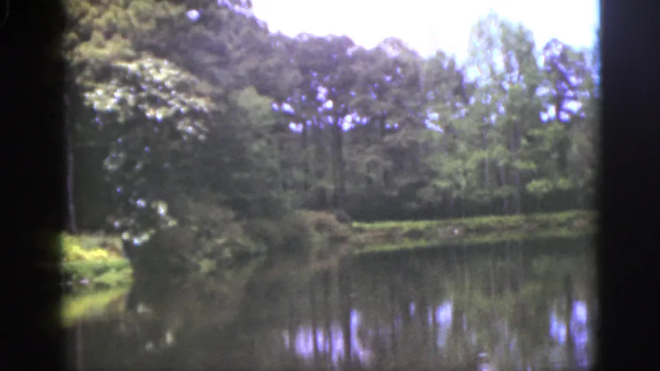 1951 Florida 8mm frame showing a quiet pond bordered by trees and foliage, with soft reflections on the water.