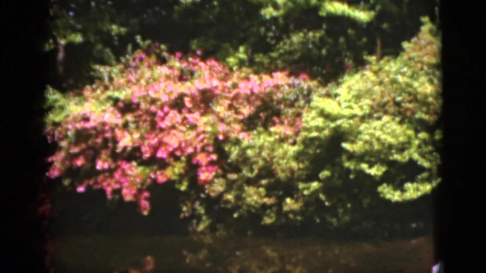 1951 Florida garden view with pink flowering shrubs, dense green foliage, and dark pond water below.