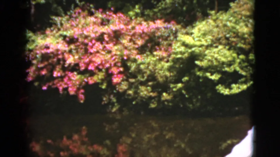 1951 Florida 8mm frame of pink flowering bushes and green shrubs reflected in a calm garden pond.