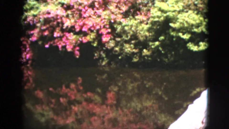 1951 Florida garden footage frame showing flowering shrubs, dense greenery, and soft reflections on the pond.