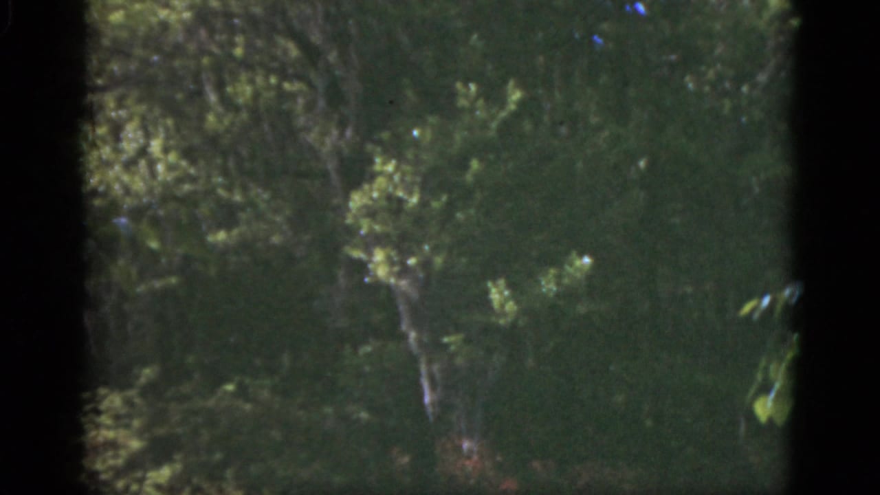 Soft 8mm view of leafy trees and shaded garden growth.