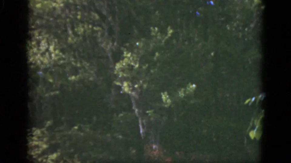 1951 Florida 8mm frame showing sunlit leaves, tree trunks, and dense shaded garden foliage.