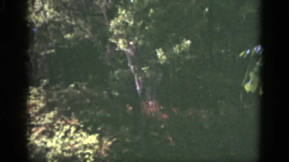 1951 Florida 8mm frame showing a pale leaning tree trunk, bright leaves, and shaded garden undergrowth.