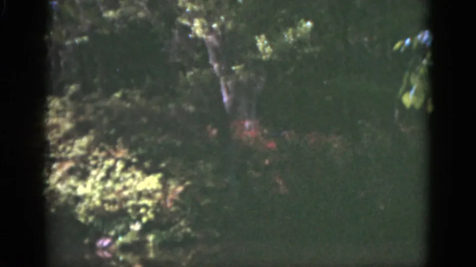 1951 Florida 8mm frame showing dense trees, sunlit shrubs, reddish flowers, and the dark edge of the film scan.