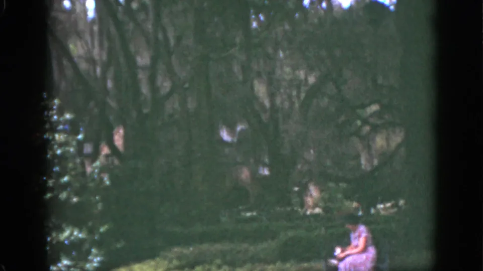1951 Florida home-movie frame showing a woman seated in a shaded garden with dense greenery and soft 8mm color.