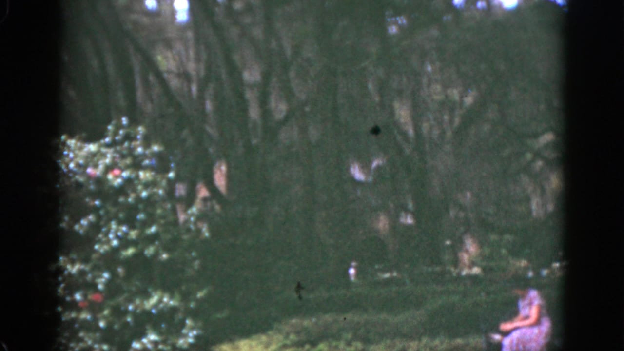 1951 Florida 8mm frame showing a woman in a light dress seated beside dense foliage and a red-flowering bush under tall shaded trees.