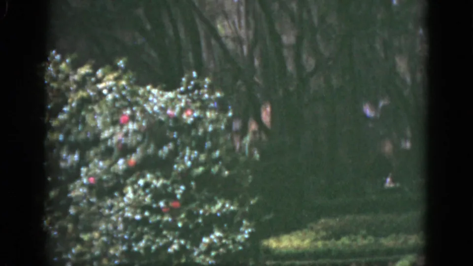 1951 Florida garden view with a red-flowering bush, dense greenery, tall trees, and a partially visible seated woman at the frame edge.