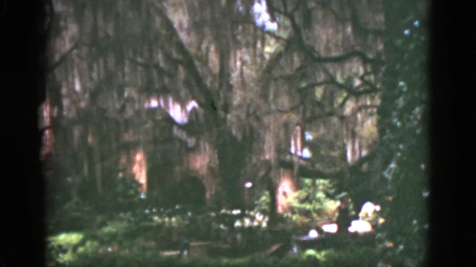 1951 Florida garden view showing large moss-draped trees, clipped plantings, bright outdoor chairs, and sunlit patches of greenery.
