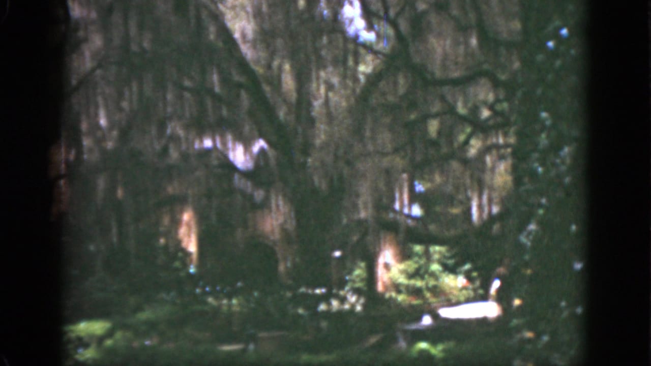 Moss-draped trees and shaded garden greenery with a bright white object near the lawn.