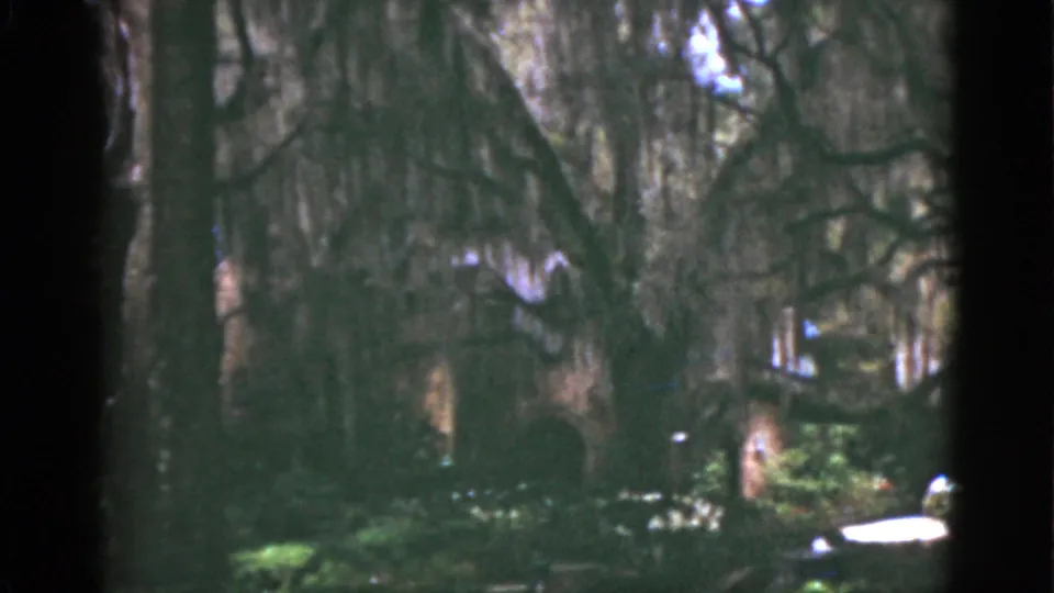 1951 Florida home-movie frame with moss-covered branches, dark tree trunks, and a shaded garden area broken by bright sunlit patches.