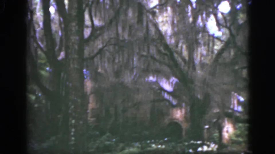 1951 Florida 8mm frame showing dense tree cover, hanging moss, shaded plants, and pale background shapes partly obscured by branches.