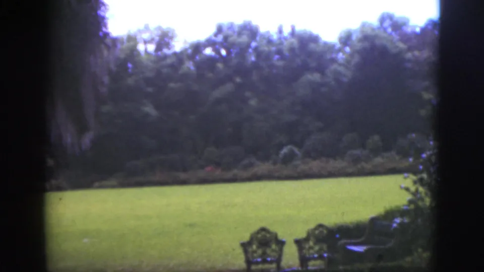 1951 Florida garden view with a broad green lawn, shaded trees, shrubs, and ornate metal chairs near the lower right.