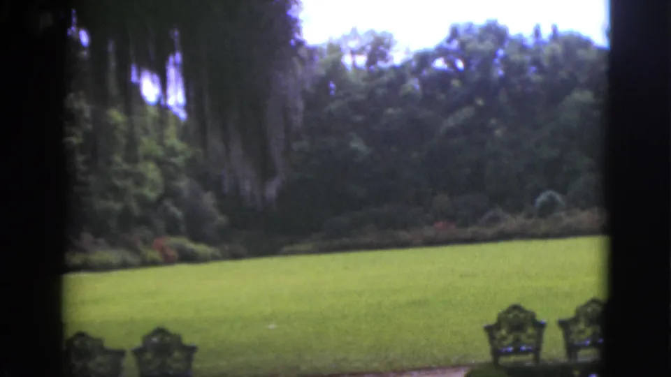 1951 Florida home-movie frame with hanging foliage, a bright lawn, distant shrubs, and partly cropped metal chairs.