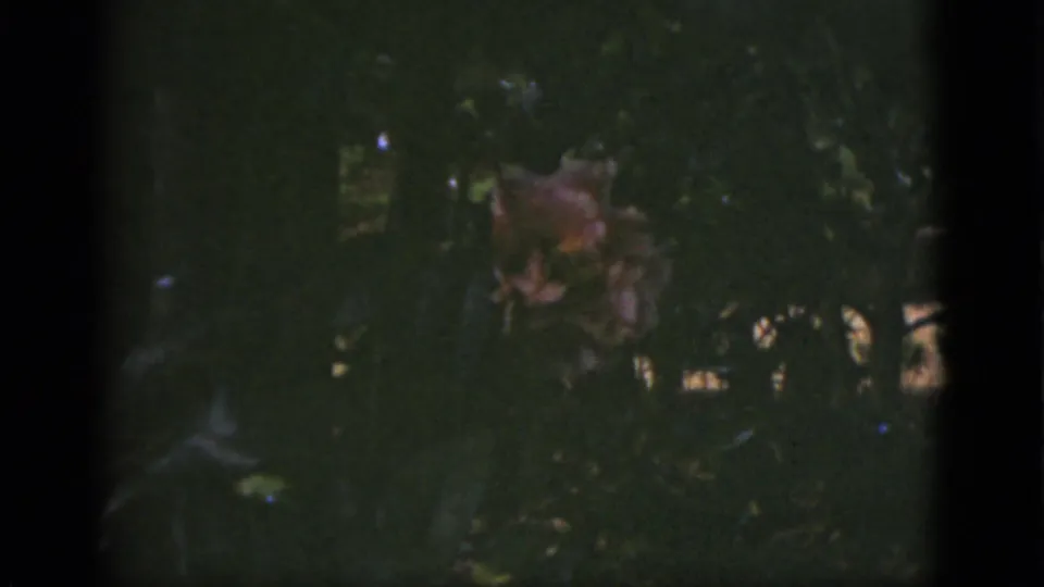 Dim 1951 Florida garden frame showing shaded foliage and an indistinct brown form among leaves; no identifiable person is visible.