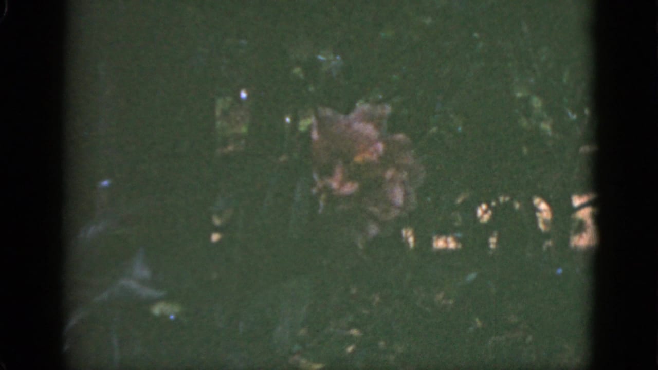 1951 Florida 8mm frame showing a hazy garden view with green foliage and clustered pink, purple, white, and yellow flowers.
