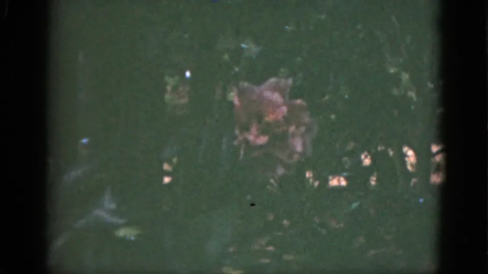 1951 Florida home-movie frame with dark film edges, leafy background, and a dense row of multicolored blossoms below.