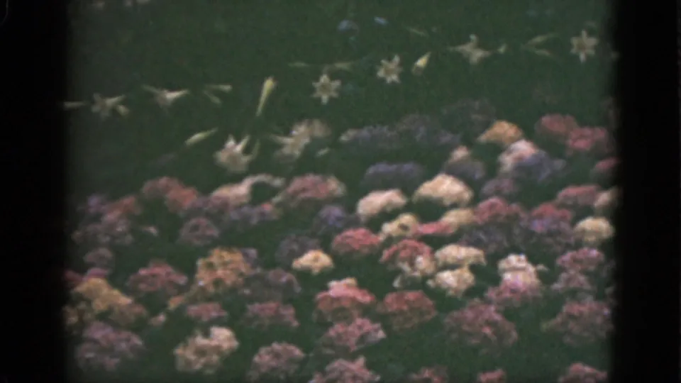 1951 Florida 8mm frame showing a closer lower view of clustered garden flowers under a green leafy background.