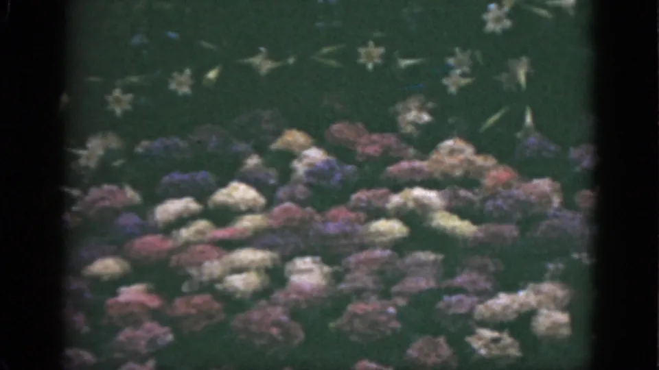 1951 Florida home-movie frame with a dense flower bed, green foliage, soft focus, and visible dark 8mm frame edges.