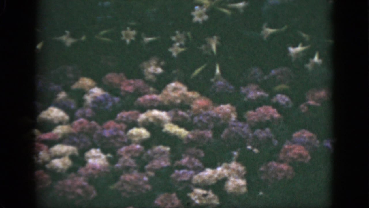 1951 Florida 8mm home-movie frame showing colorful garden flower clusters with white blossoms above and dark film borders.