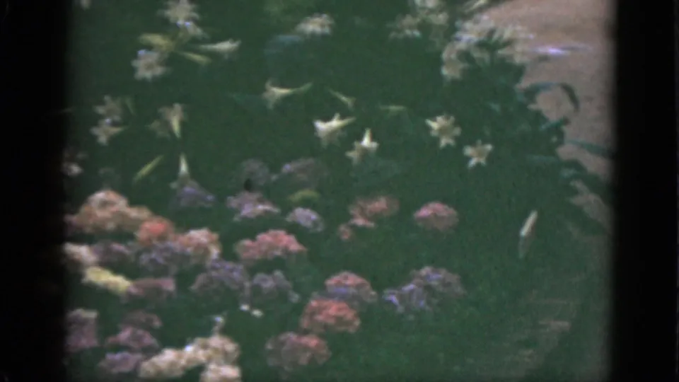 1951 Florida garden view on 8mm film with mixed flower clusters, white blossoms, green lawn, and visible frame divider.