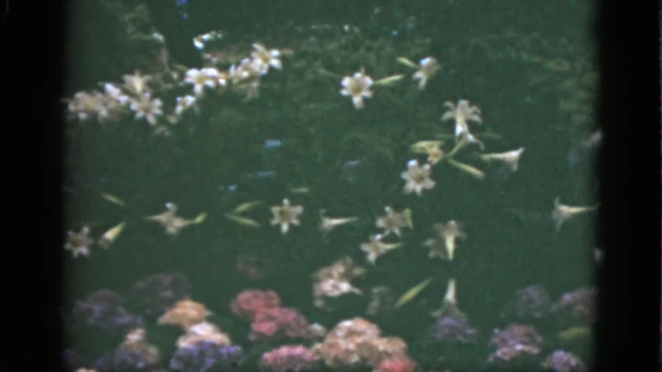 1951 Florida 8mm frame with white star-shaped blossoms above lower clusters of purple, pink, and pale flowers.