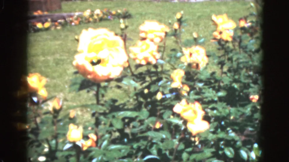 1951 Florida 8mm home-movie frame showing yellow roses in the foreground with green lawn and flower beds behind.