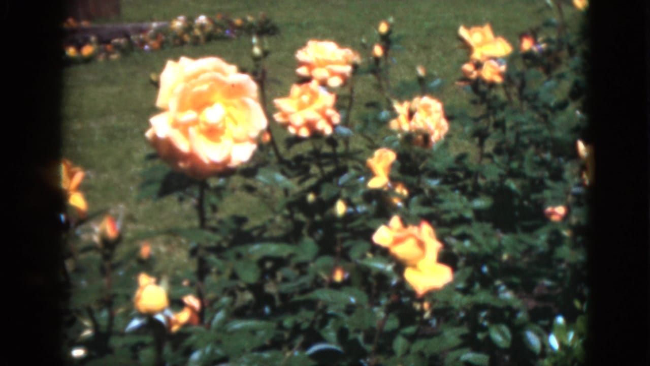 1951 Florida 8mm frame showing yellow roses in bloom against green foliage and a sunlit lawn.
