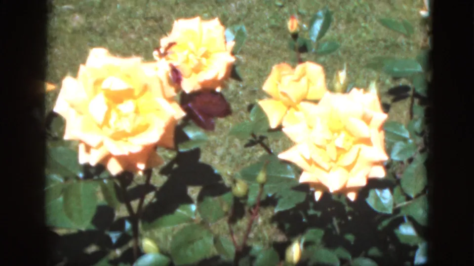 Close 1951 Florida garden view of pale yellow roses, unopened buds, and glossy leaves in strong sunlight.