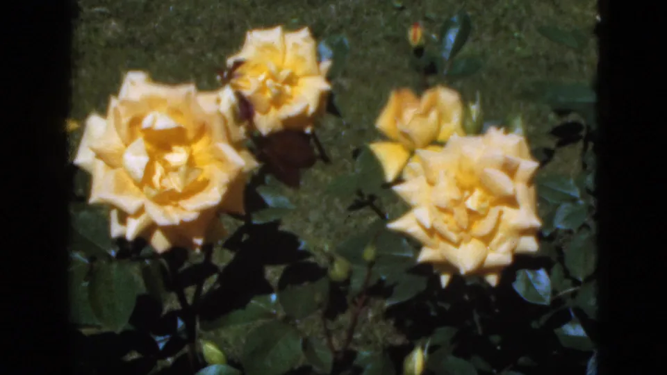 1951 Florida 8mm close-up of two yellow roses, buds, and dense green foliage in a sunny garden.