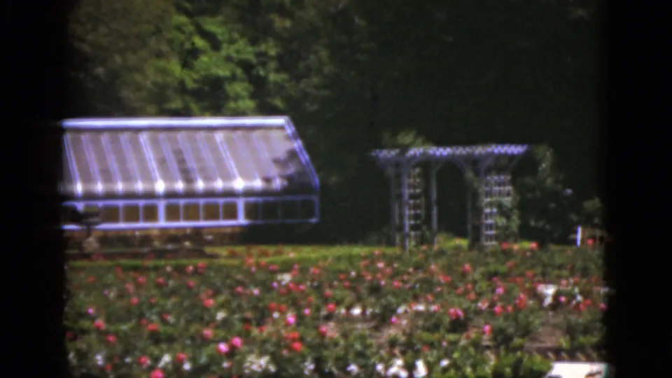 1951 Florida garden view with a low glass greenhouse, dense flowerbeds, trees, and a trellis or pergola structure.