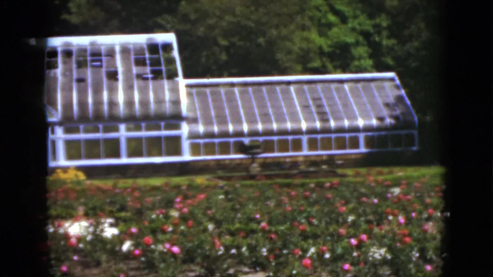 1951 Florida home-movie frame showing a white-framed greenhouse beyond colorful rose beds and dark garden foliage.
