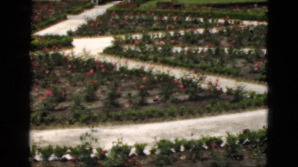 Soft 8mm view of a Florida rose garden path curving through clipped beds and flowering borders in 1951 footage.