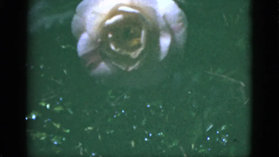 1951 Florida 8mm close-up of a pale pink rose surrounded by green leaves, with soft exposure and visible film texture.
