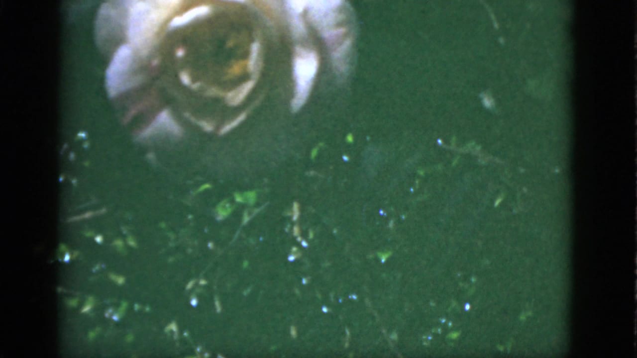 1951 Florida 8mm frame showing a pale garden flower against green foliage, with soft focus, sunlight, and dark frame edges.