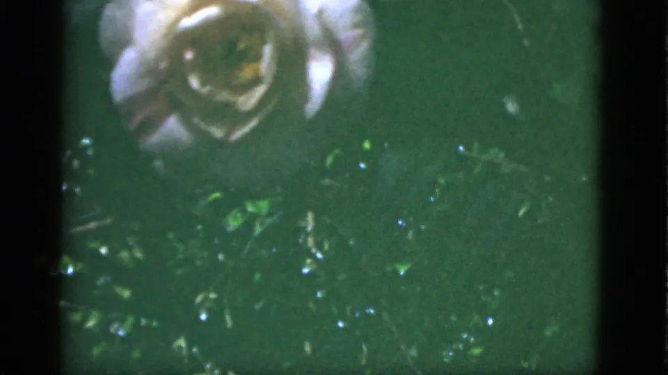 1951 Florida 8mm frame showing a pale garden flower against green foliage, with soft focus, sunlight, and dark frame edges.