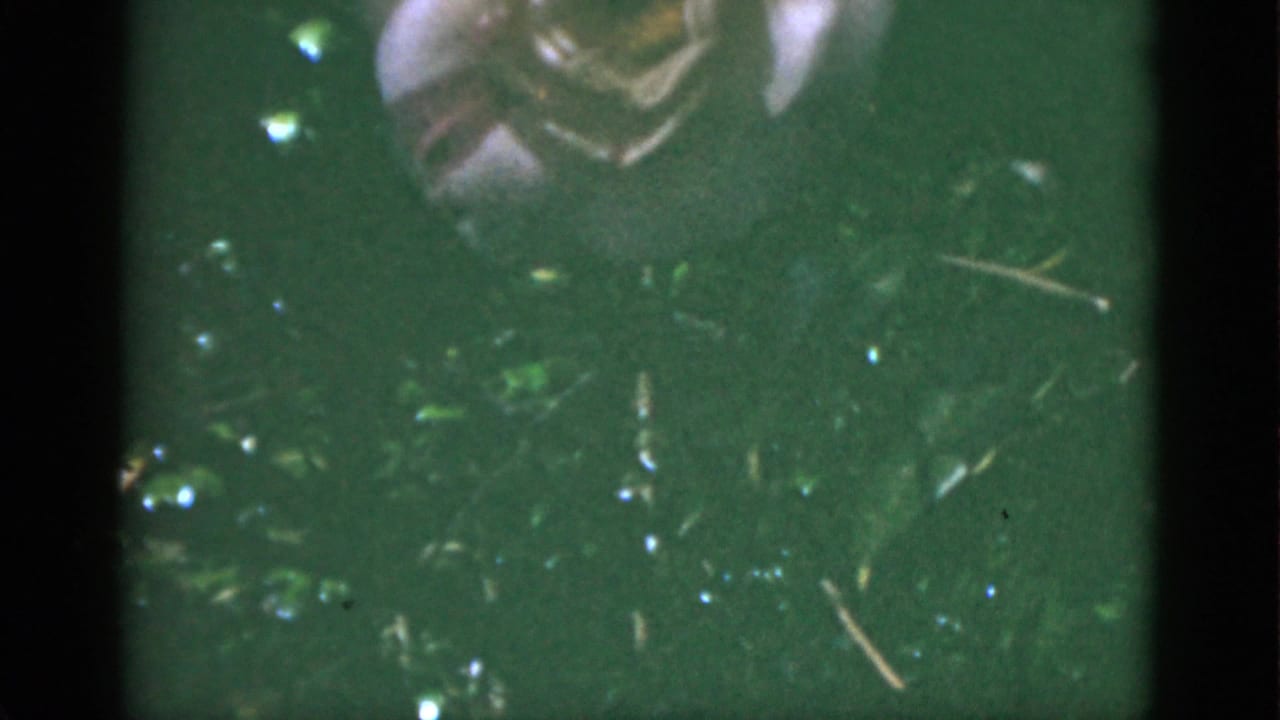1951 Florida 8mm frame with a pale flower partly near the top edge, green garden growth, and visible film softness.