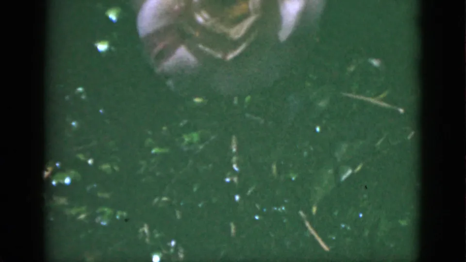 1951 Florida 8mm frame with a pale flower partly near the top edge, green garden growth, and visible film softness.