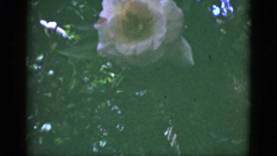1951 Florida 8mm frame showing a pale open flower in soft focus, surrounded by green leaves and small bright blossoms.