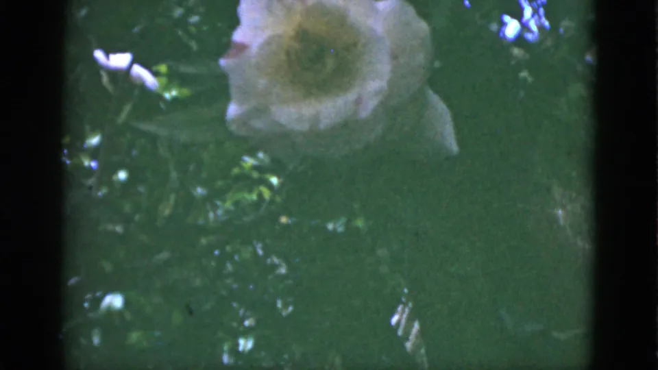 1951 Florida 8mm frame of a pale flower set in green foliage, with small white blossoms and visible vintage film texture.