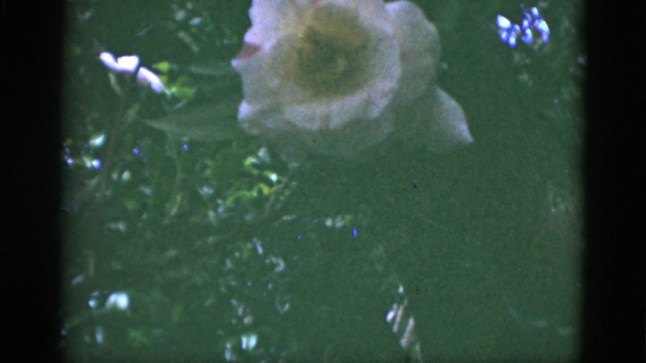 A pale blossom appears near dark foliage in 1951 Florida 8mm home-movie footage, with soft focus and muted color.