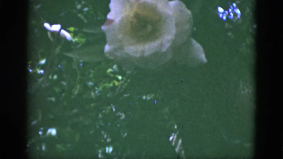 A pale blossom appears near dark foliage in 1951 Florida 8mm home-movie footage, with soft focus and muted color.