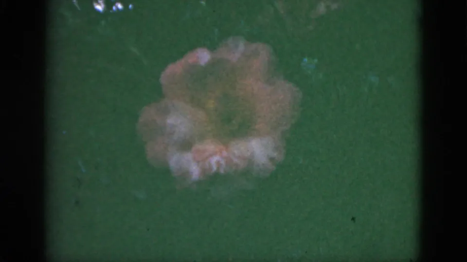 A pink flower is centered against dark foliage in the Florida home-movie frame, with visible grain and soft exposure.